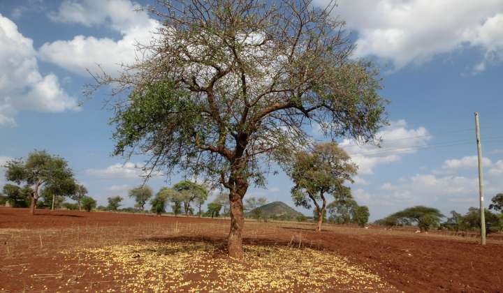 Marula tree