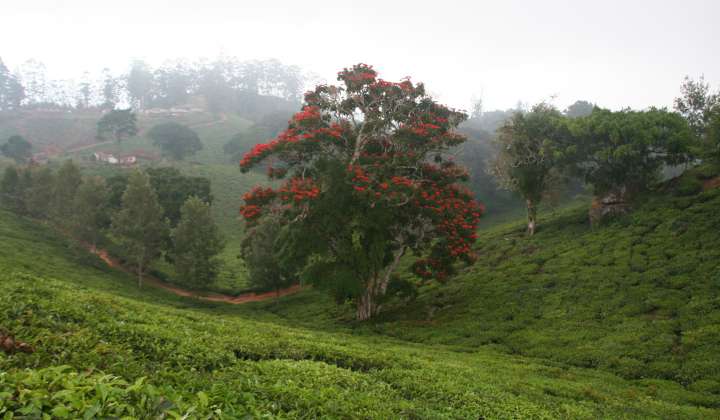 Tree in Usambara Valley